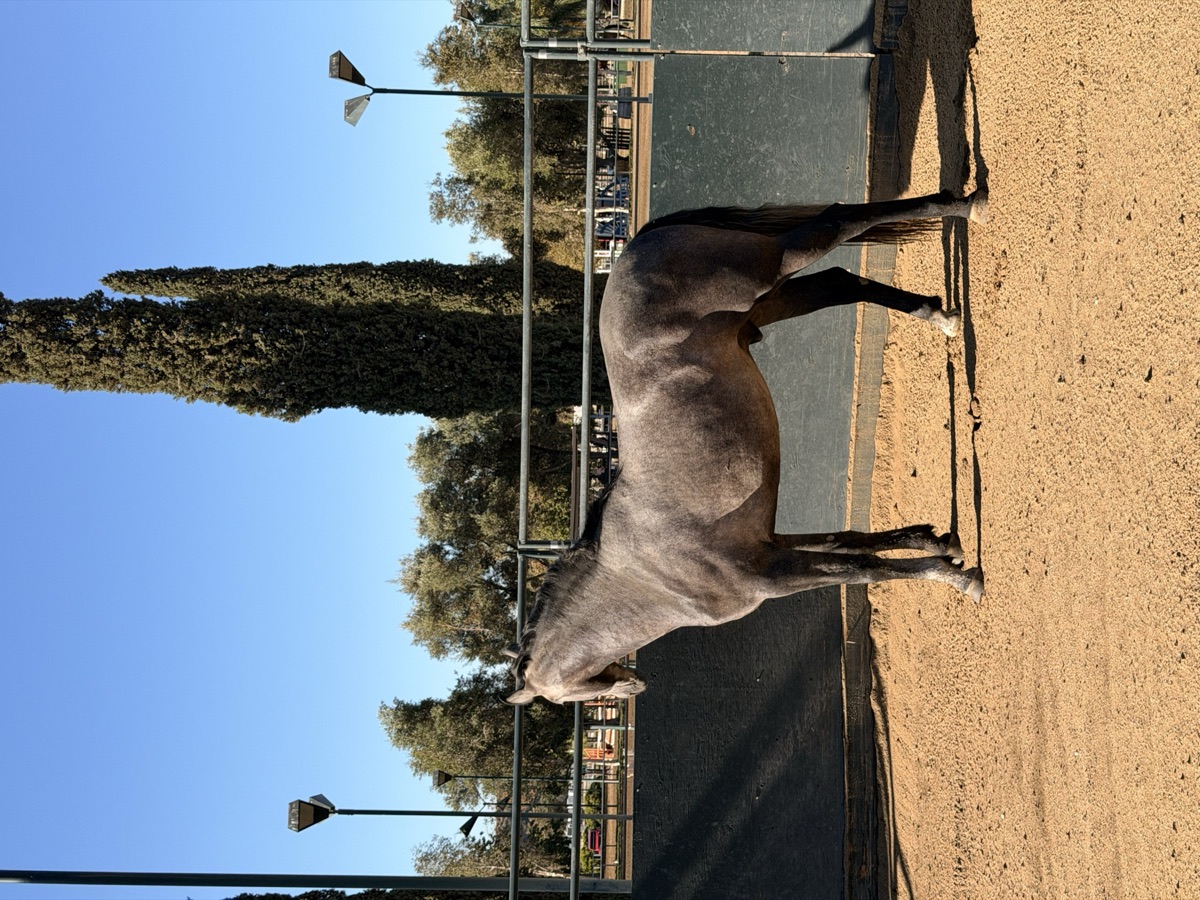 A dappled grey horse standing in a sunny sand arena lined with tall cypress trees