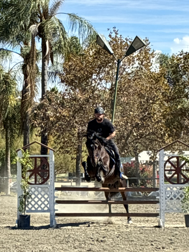 A dark horse jumping a rail fence in a palm-lined arena