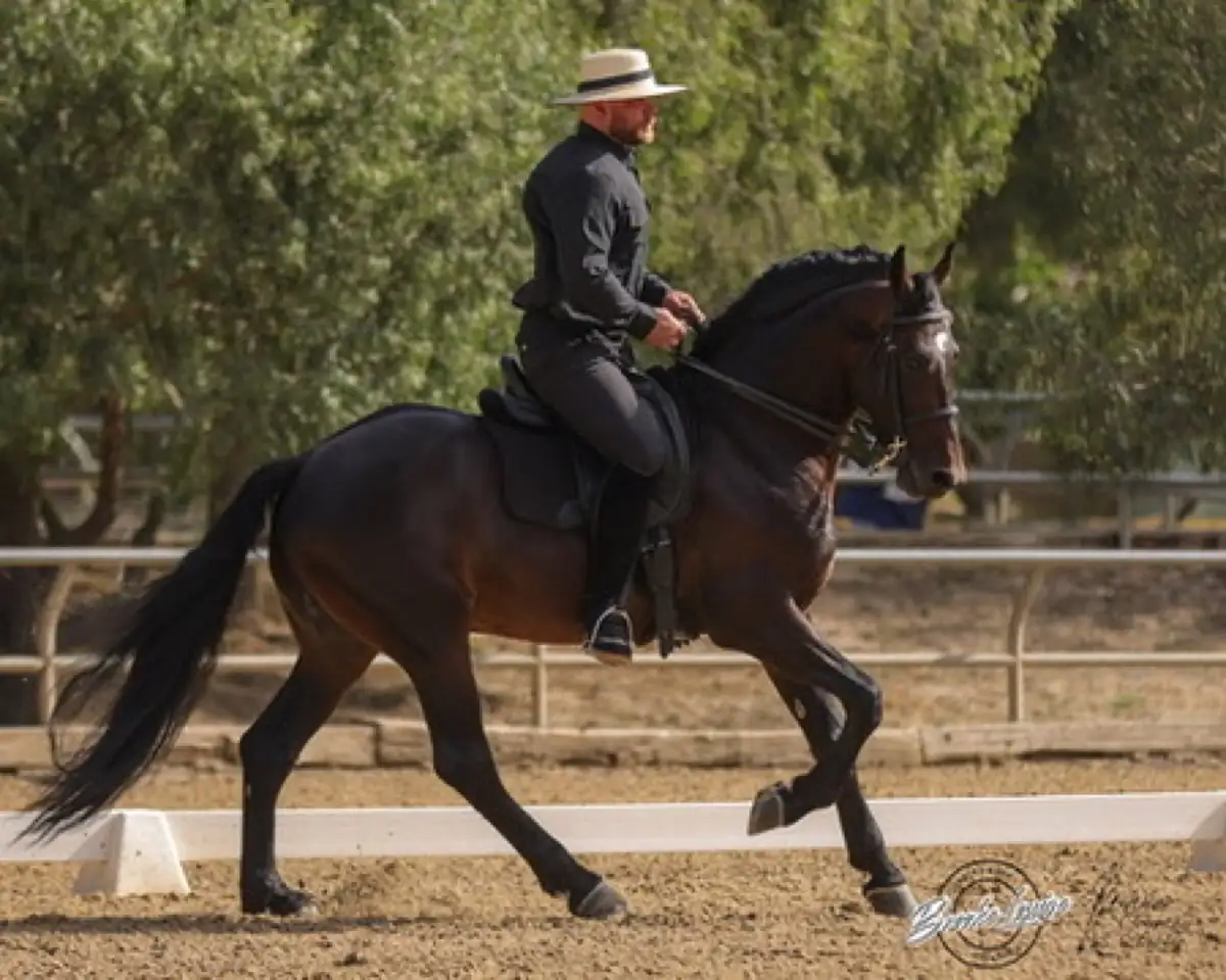 A dark bay horse in an extended trot along the dressage arena rail, rider in a black shirt and flat hat